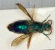 Chrysididae mod1.jpg