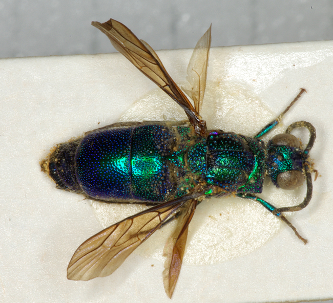 Chrysididae mod1.jpg