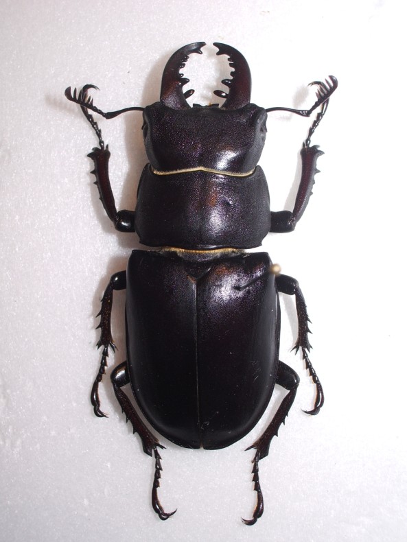 lucanus tetraodon24-A.jpg