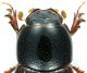Aphodius_Roma_Parco_Aniene_13-X-2010_testa.jpg