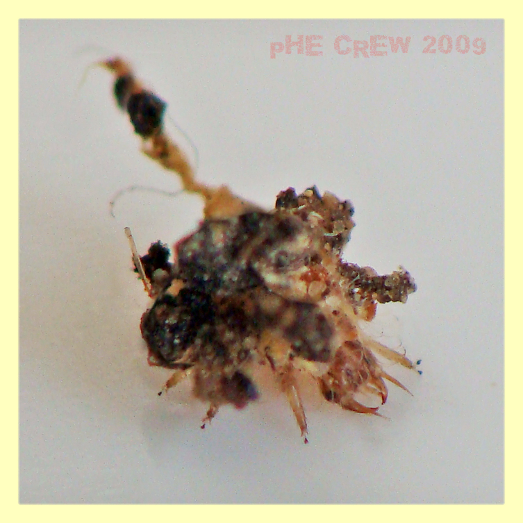 italochrysa larva 12.8.09.JPG