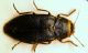 Phaenops cyanea cyanea (Fabricius, 1775)3.JPG