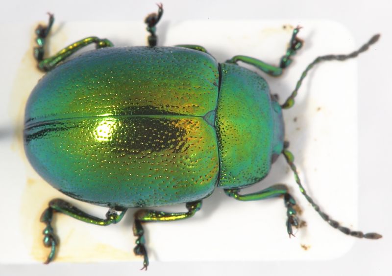 Chrysolina cf herbacea4.JPG