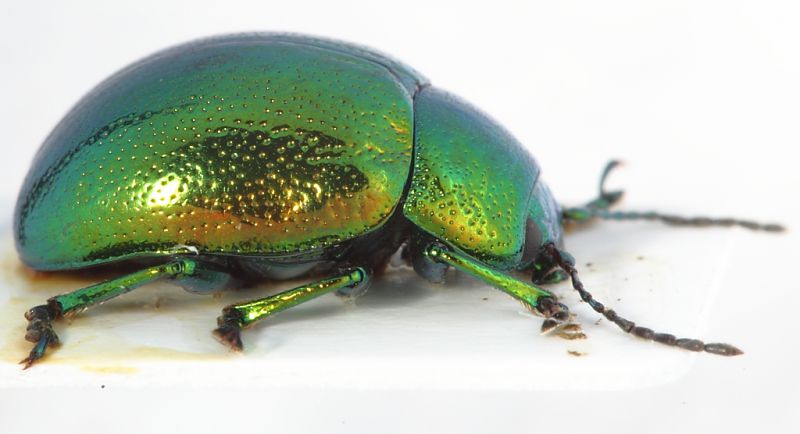 Chrysolina cf herbacea5.JPG