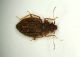 Dasyceride  Dasycerus sulcatus Brongniart, 1800  P.Rossi 2mm..JPG