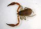 Pseudoscorpione 02.JPG