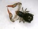 Pseudoscorpione 03.JPG