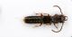 (Staphylinide) Siagonium quadricorne (Kirby)1c.JPG