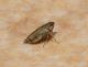 DSC00081.jpg