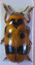 Clytra-atraphaxidis.jpg