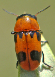 Coptocephala-scopolina.jpg