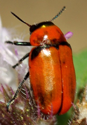 Coptocephala-cyanocephala.jpg