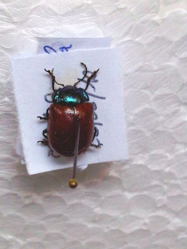 1° chrysomelia populis (1).jpg