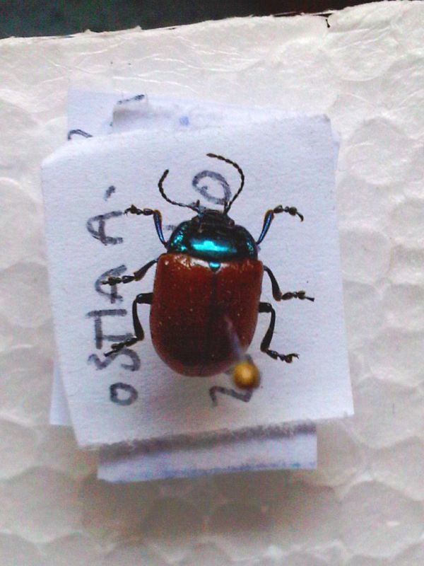 2° Chrysomelia populis (1).jpg