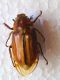 Melolontha Rodi Garganico 30_07_2010 (1).jpg