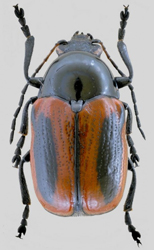 bipunctatus.jpg