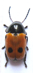 trimaculatus.jpg