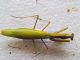 San Severo 20_08_2010 Mantis (1).jpg