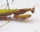 San Severo 20_08_2010 Mantis (2).jpg