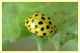 Psyllobora vigintiduopunctata.JPG