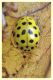 Psyllobora vigintiduopunctata (1).JPG