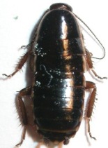 Loboptera.jpg