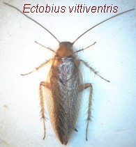 Ectobius dorso.jpg