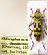 Ch_varius_damascenus02.JPG