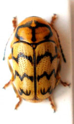 phaleratus.jpg