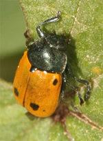 hirticollis.jpg