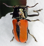 centromaculata.jpg