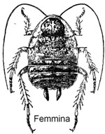 Lobolampra subaptera.jpg