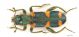 Trichodes_s_C00818.jpg