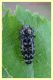 Buprestidae.JPG