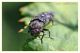 Buprestidae%20%281%29.JPG