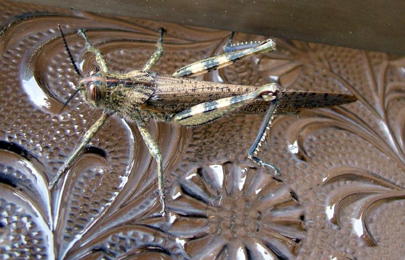 acrididae.jpg