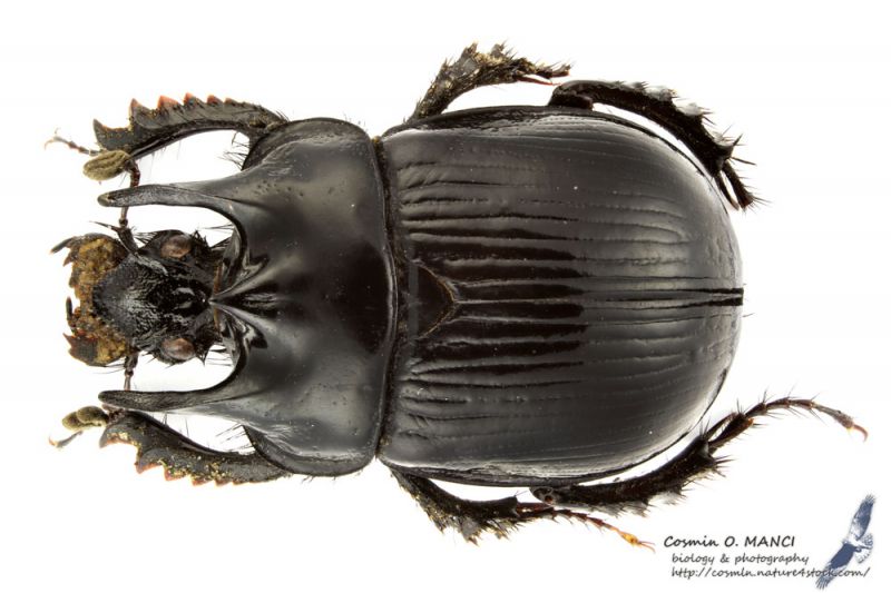 Typhaeus_typhoeus_s_C01030.jpg