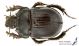 Typhaeus_typhoeus_s_C01031.jpg