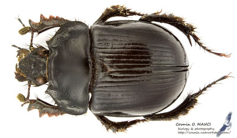 Typhaeus_typhoeus_s_C01031.jpg