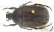 Protaetia_opaca_s_C01029.JPG