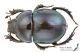Trypocopris_pyrenaeus_s_C01035.jpg