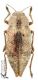 Dicerca_s_C010201.jpg