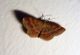 Scopula (Scopula) rubiginata (Hufnagel, 1767).JPG