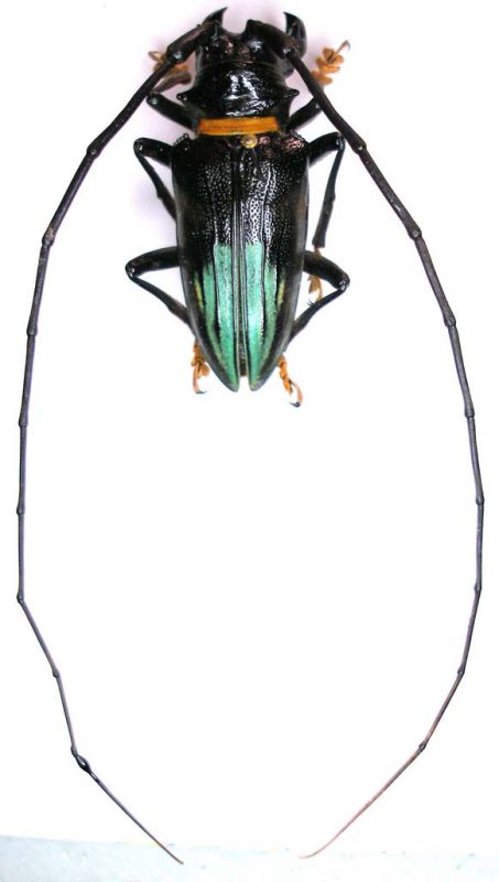 Sternotomis (Ultiolemur) pupieri  006.jpg