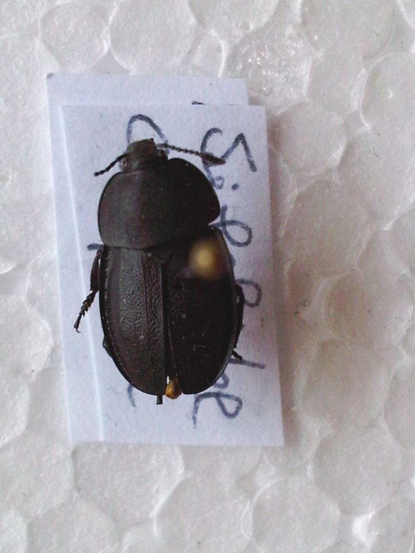 Silphidae MAjelletta 03_06_2010 (1).jpg