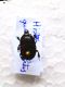 Hister quadrimaculatus.jpg