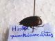 Hister quadrimaculatus (4).jpg
