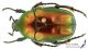 Protaetia_affinis_s_C01066.jpg