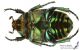 Protaetia_affinis_s_v_C01067.jpg