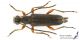 Anoplodera_rufipes_s_C01097.jpg